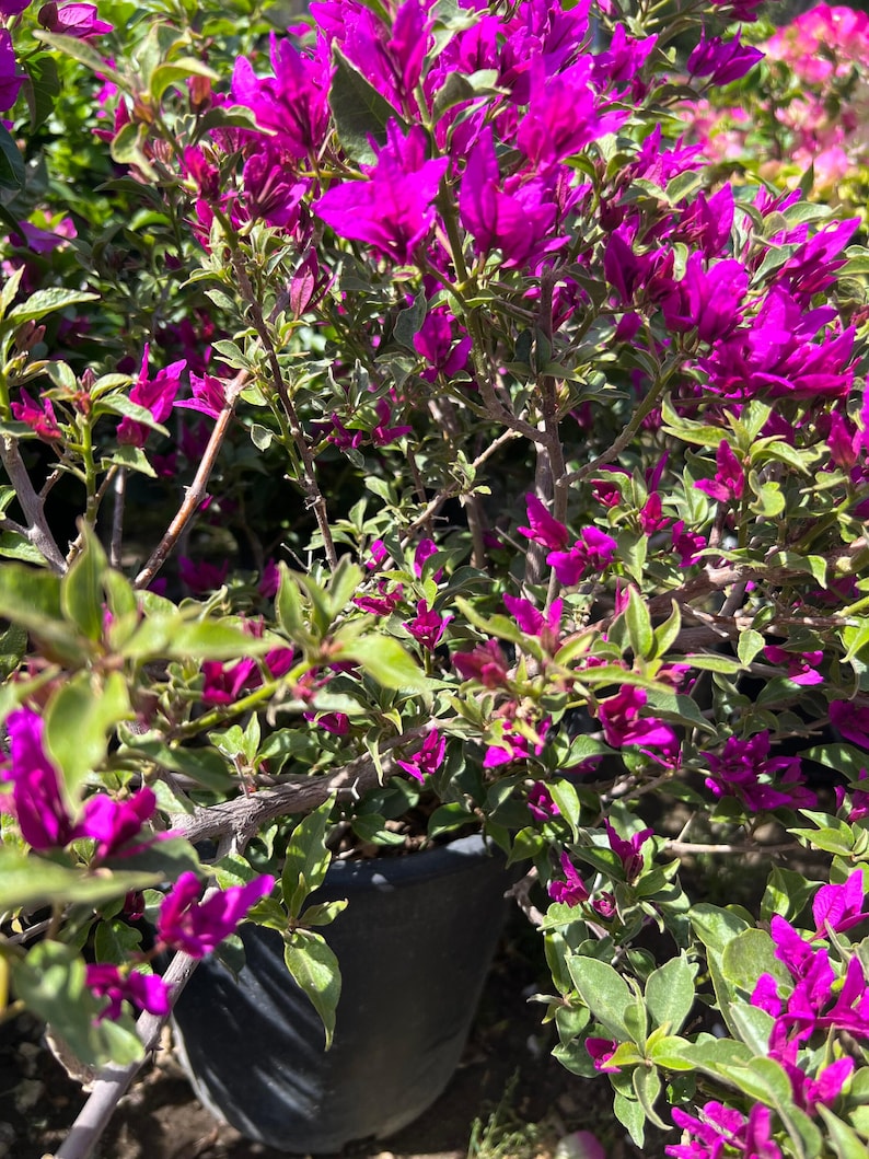 Purple Bougainvillea Bush 1-2 ft in 3 Gallon Pot - Bougainvillea glabra
