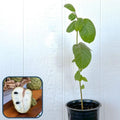 Booth Cherimoya Seedling - 1 Plant - Atemoya Rootstock - Cherimoya Seedling - Ideal for Home Garden - Easy to Grow