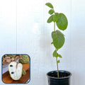 Booth Cherimoya Seedling Plant - 2 to 3 Feet Tall - Atemoya Root Stock - 3 Gallon Pot
