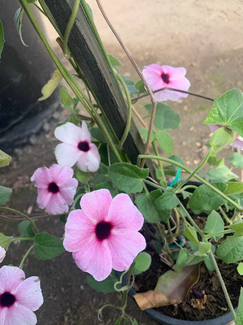 Pink Thunbergia Alata Vine in 6" Pot - 1 Foot Tall, Black-eyed Susan Vine, Tropical Climbing Plant