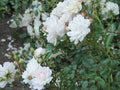 Rosa Seafoam Live Plant 6” Pot - Low Growing Deciduous Shrub for Groundcover - Rosa 'Seafoam'