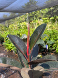 Live Abidjan Rubber Plant 3ft in 6” Pot - Ficus elastica, Compact Growth, Classic Houseplant, Indoor Greenery