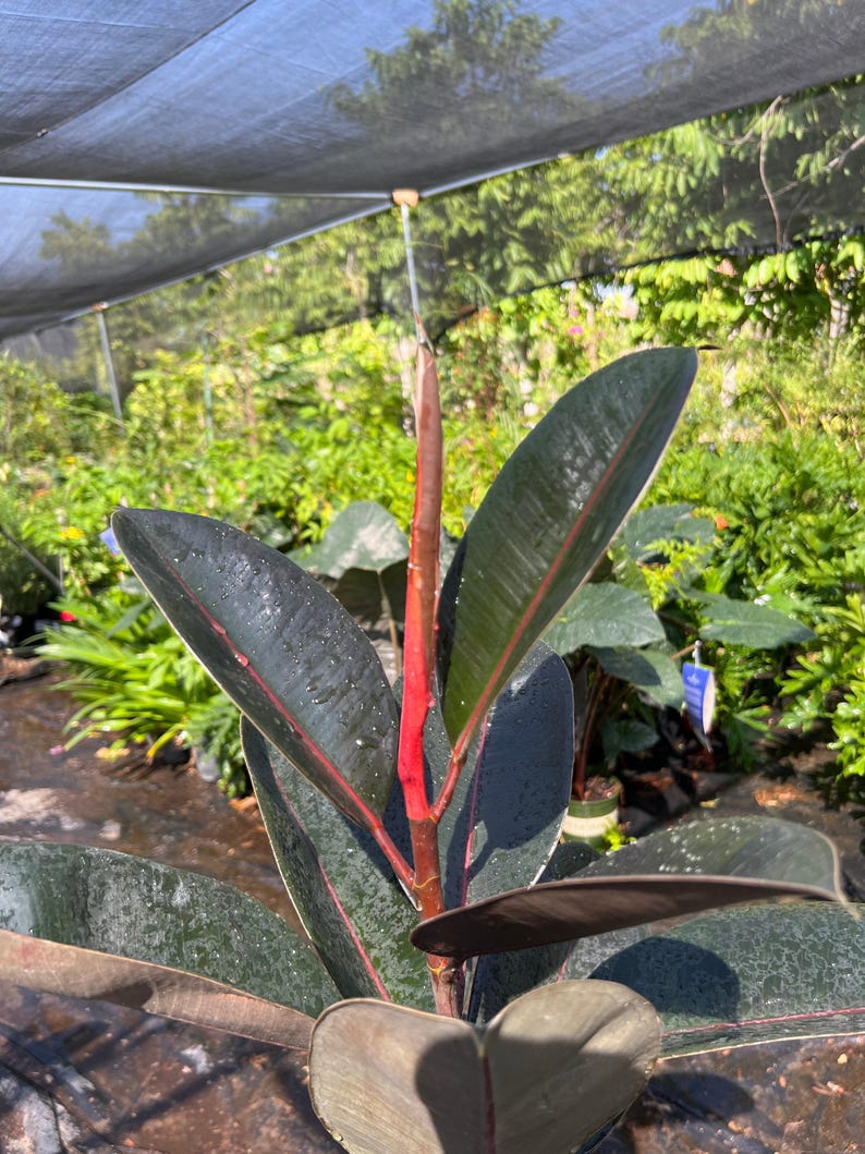Live Abidjan Rubber Plant 3ft in 6” Pot - Ficus elastica, Compact Growth, Classic Houseplant, Indoor Greenery