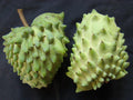 Geffner Atemoya Plant in 6" Pot - Tropical Fruit Tree - Atemoya Cherimoya Hybrid - Annona squamosa x Annona cherimola