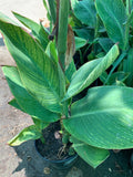 Tiger Canna Lily Plant - 1 Live Plant in 6" Pot - Orange Flowers, Striped Leaves - Canna indica