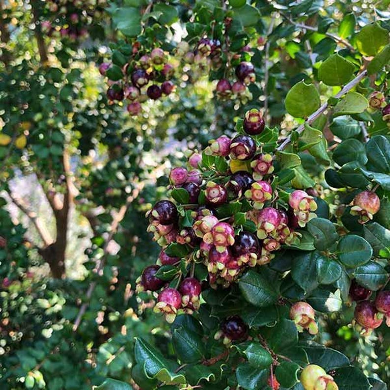 Blueberry Guava Plant 2 Feet Tall - Luma Apiculata - Evergreen Shrub with Fragrant Flowers, Dark Purple Fruits - 3 Gallon Pot