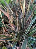Phormium ‘Rainbow Queen’ 1ft Tall Plant in 6" Pot | New Zealand Flax, Hardy Ornamental Foliage
