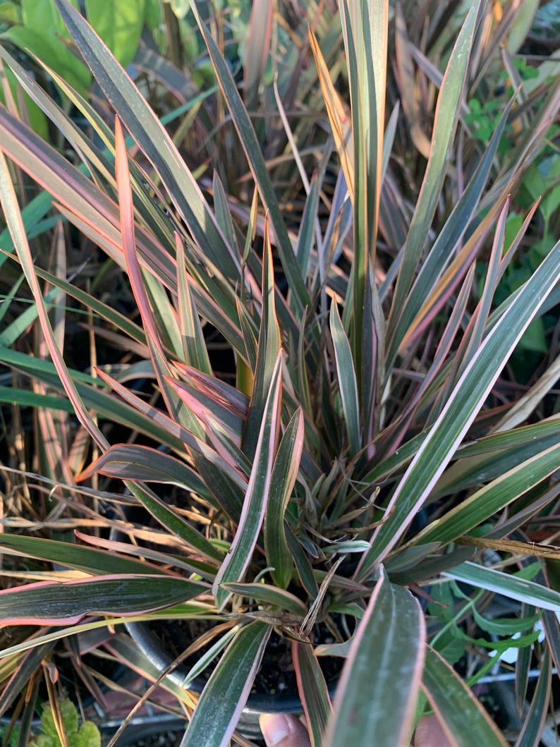 Phormium ‘Rainbow Queen’ 1ft Tall Plant in 6" Pot | New Zealand Flax, Hardy Ornamental Foliage