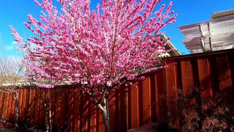 Early Pink Flowering Peach Tree - 2 to 3 Feet - Prunus Persica - Ship in 6" Pot - Bright Pink Blossoms