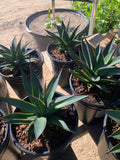 Agave Plant 1 Gallon Pot Blue Glow Agave americana 'Blue Glow' 4-6" Tall Succulent Houseplant