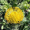 Leucospermum cordifolium 'High Gold' 1ft Live Plant - Yellow Dome Flowers - Drought Tolerant Shrub in 1 Gallon Pot