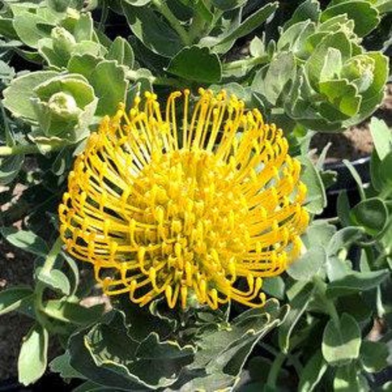 Leucospermum Cordifolium ‘High Gold’ Live Plant 1ft Tall - Yellow Dome Flowers - Drought Tolerant Shrub in 1 Gallon Pot