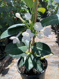 Madagascar Jasmine Plant - 1ft Evergreen Twining Vine - Waxy Green Leaves & Fragrant White Flowers - Stephanotis floribunda