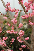 Grafted Prunus mume 'Peggy Clarke' Tree - 2 to 3 Feet Tall - Ornamental Pink Flowering Apricot Tree in Pot