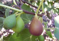 Flanders Fig Live Plant 2ft in 6” Pot - Ficus carica - Violet Striped Fruits, Amber Flesh - Ideal for Warm Climates