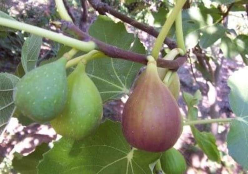 Flanders Fig Live Plant 2ft in 6” Pot - Ficus carica - Violet Striped Fruits, Amber Flesh - Ideal for Warm Climates