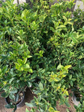 Sweet Olive Live Plant 1 Gallon Pot Osmanthus Fragrans Evergreen Shrub with Fragrant Flowers