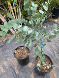 Eucalyptus Cinerea 3 Gallon Pot - Silver Dollar Tree, Drought Tolerant Foliage, Fast Growing, 2-3 Feet Tall