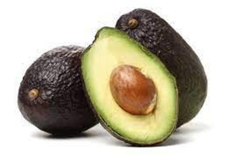 Grafted Lamb Hass Avocado Tree - 2 Feet Tall in 6" Pot - Persea americana