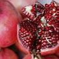 Parfianka Russian Pomegranate Plant - 6" Pot - Delicious Fruit - Punica granatum 'Parfianka' - 1 to 2 Feet Tall