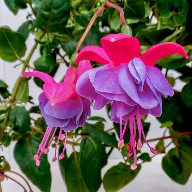 Fuchsia Winston Churchill Live Plant in 6" Pot - Fuchsia magellanica - Vibrant Pink Flowers for Gardens and Containers