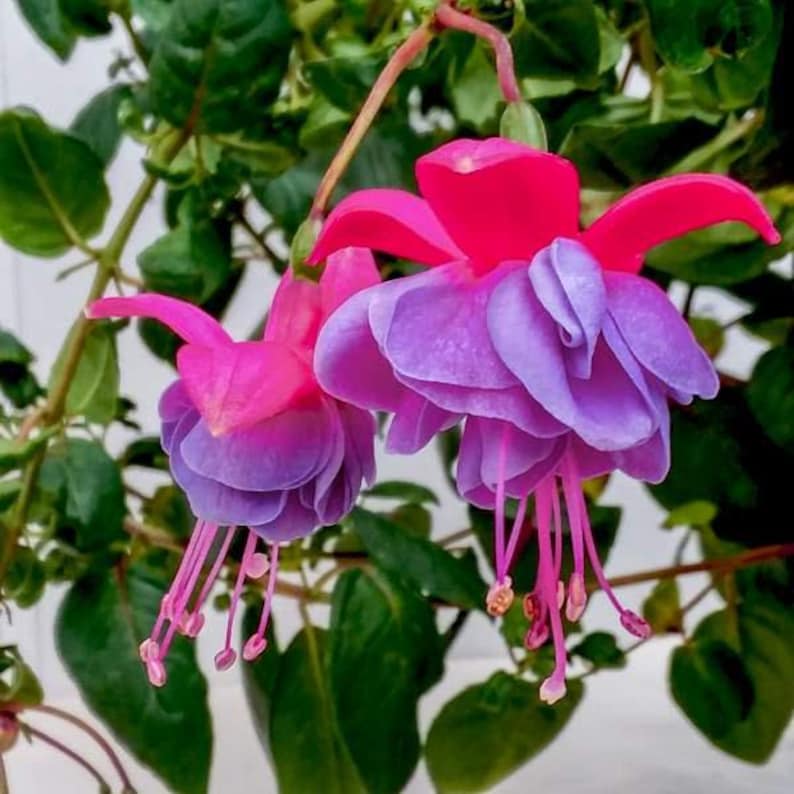 Fuchsia Live Plant 6" Pot Winston Churchill - Fuchsia magellanica 'Winston Churchill'