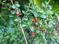 Chilean Guava Starter Plant - 4" Tall Evergreen Shrub - Ugni Molinae - Flowers Spring to Summer - Well-Drained Soil Required