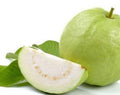 Thai Guava Tree - 2 Feet - Airlayered - Psidium guajava - Ships in 1 Gallon Pot