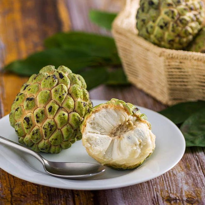 Sugar Apple Plant - 1 Starter Plant in 6" Pot - Annona squamosa - Tropical Fruit Tree for Home Garden - Sweet Custard Flavor
