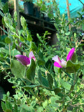 Live Sweet Pea Shrub Plant 1-2ft in 6” Pot - Polygala dalmaisiana - Evergreen with Deep Magenta Violet Flowers