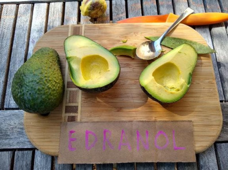 Edranol Avocado Tree - Grafted 2ft - Disease Resistant - Smooth Flesh - Persea americana - Ships in 3Gal Pot