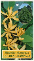 Gold Champaca Plant - 2 Feet Tall in 3 Gallon Pot - Fragrant Yellow Flowers - Michelia champaca