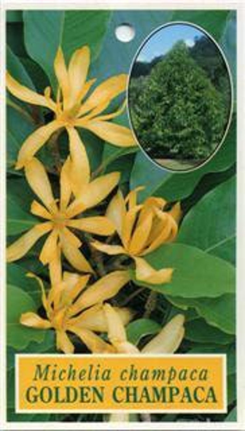 Gold Champaca Plant - 2 Feet Tall in 3 Gallon Pot - Fragrant Yellow Flowers - Michelia champaca