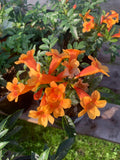 Orange Tacoma Sun Trumpet Live Plant in 6" Pot - Allamanda cathartica, 4-6” Tall, Vibrant Orange Flowers, Tropical Garden Plant
