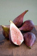 Fig Plant 2ft Celestial Variety in 6” Pot - Ficus carica 'Celeste', Cold Hardy, Pest Resistant, Sweet Fruit