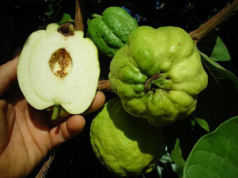 Taiwanese Seedless Guava Tree - 3 Gallon Pot - White Flesh - Airlayered - Psidium guajava