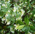 Star Jasmine Plant in 6" Pot - Trachelospermum jasminoides - 2 Feet Tall - Fragrant Climbing Vine for Gardens and Trellises