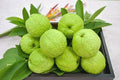Taiwanese Guava Tree - 2 Feet - Crunchy & Sweet - Psidium guajava - Airlayered Tree in 3gal Pot