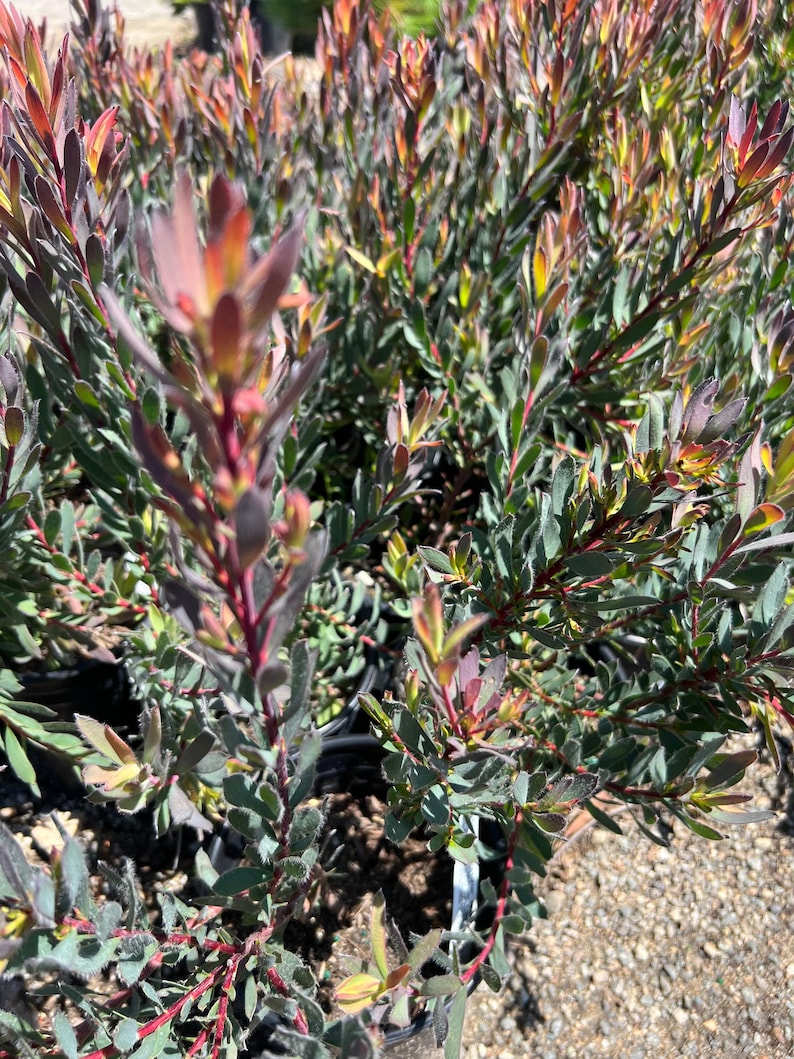 Leucadendron 'Afterburner' Live Plant - 1ft Tall in 6" Pot - Compact Growth, Red-Orange Centers, Gold Bracts, Ideal for Gardens