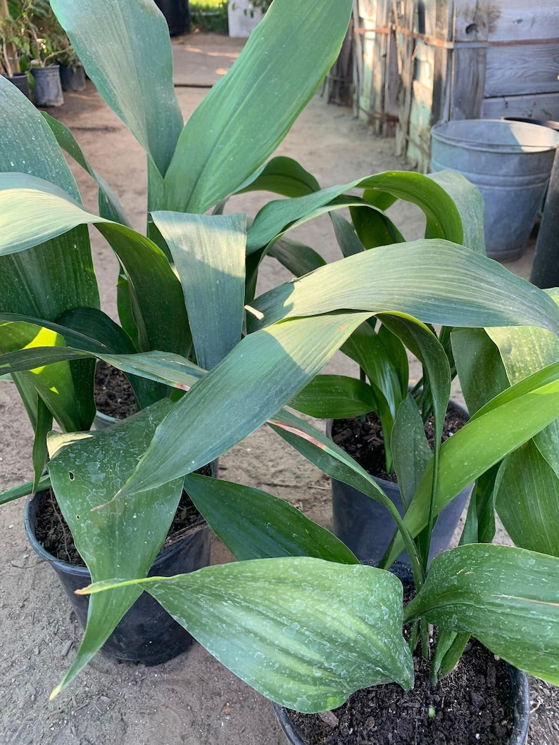 Cast Iron Plant Live 6" Pot - Aspidistra Elatior - Hardy Indoor Plant with 6-10 Stems for Low Light Areas