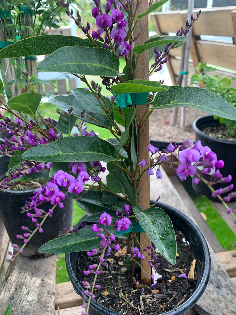 Hardenbergia Violacea Vine - 3 Gal Pot - Fast Growing Violet Flowering Plant - Australian Sarsaparilla