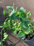 Thai Basil Live Plant in 3” Pot - Ocimum basilicum var. Thai