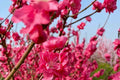 Early Red Flowering Peach Tree - 3 Gal Pot - Prunus persica - Double Red Flowers - Deciduous - Spring Blooms - Zones 6-9