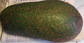Queen Avocado Tree - 1ft Grafted Plant in 6" Pot - Persea americana - Avocado Fruit Tree for Home Garden