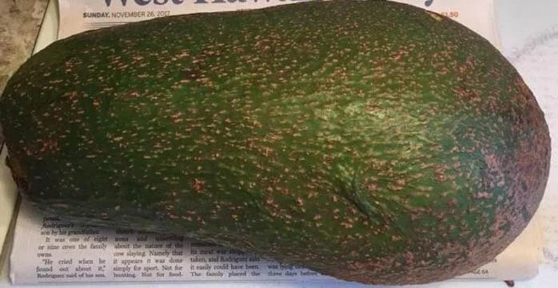 Queen Avocado Tree - 1ft Grafted Plant in 6" Pot - Persea americana - Avocado Fruit Tree for Home Garden