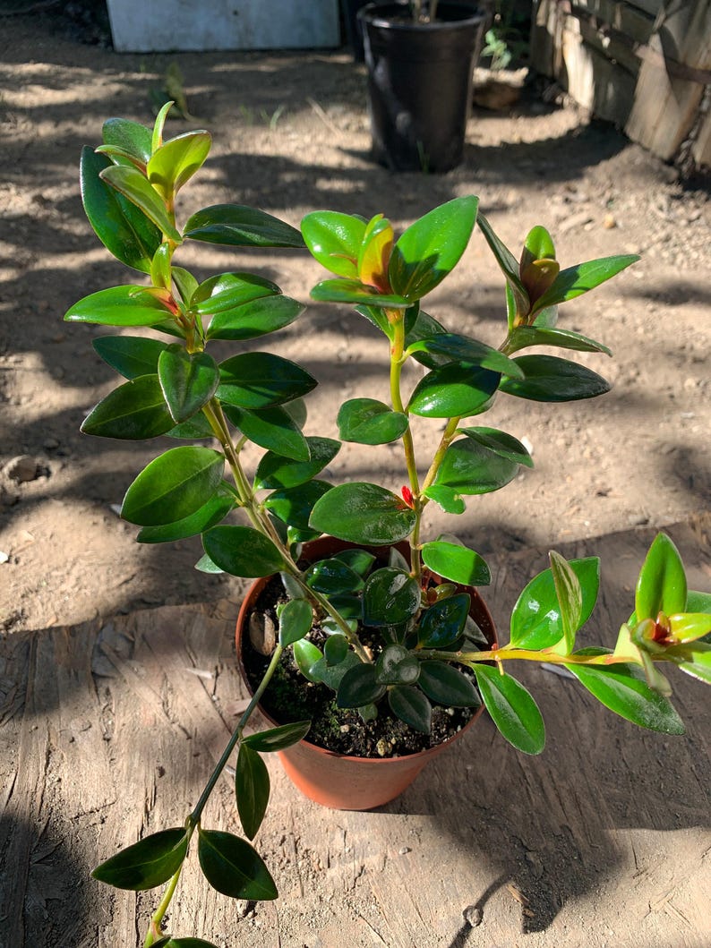 Goldfish Plant, 1 Live Plant, Nematanthus, 3'' Pot, 4''-6'' Tall, Tropical Indoor Houseplant