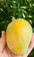 Sweet Tart Mango Tree - Grafted Live Plant - 1ft Tall in 6" Pot - Mangifera indica - Tropical Fruit Tree