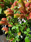 Shrimp Plant - Live 1ft tall in Pot - Unique Flowers - Justicia brandegeeana