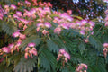 Silk Tree Plant 3ft Albizia julibrissin 'E.H. Wilson' Live Plant in 3Gal Pot