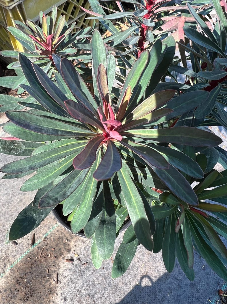 Euphorbia ‘Miner's Merlot’ Plant in 1 Gallon Pot - Ideal for Sun to Part Shade, Well-Drained Soil, Spring Bloomer